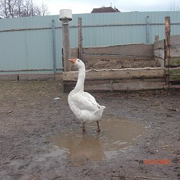 �����, ������, 35 ���