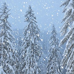 ������, ������, 49 ���