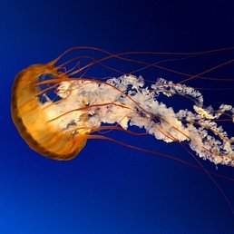 ����, �����������, 51 ���