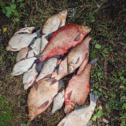 ���� ����, ������ ��������, 55 ��� - ��������� 30 ������� 2024