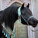 ���� Arman, ������, 60 ��� - ��������� 19 ������� 2026 � ������ ������ ��������
