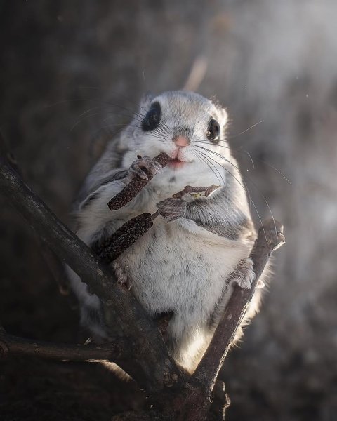 В Японии белка-летяга - местная звёздочка. Её рисуют на открытках, монетах и даже дорожных ... - 3
