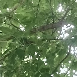 �������, ��������, 37 ���