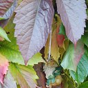 ���� �������, ��������� - ��������� 14 �������� 2025 � ������ ������ ��������