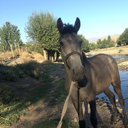 ��������, �������, 41 ���