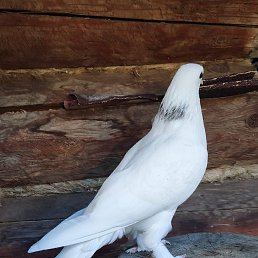 ���� Mas, ������, 45 ��� - ��������� 4 ������ 2023