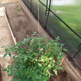 �������, �����-���������, 18 ���