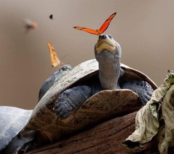 ...Oa e caa: "p  caoce", eco "opoeo "...  ...