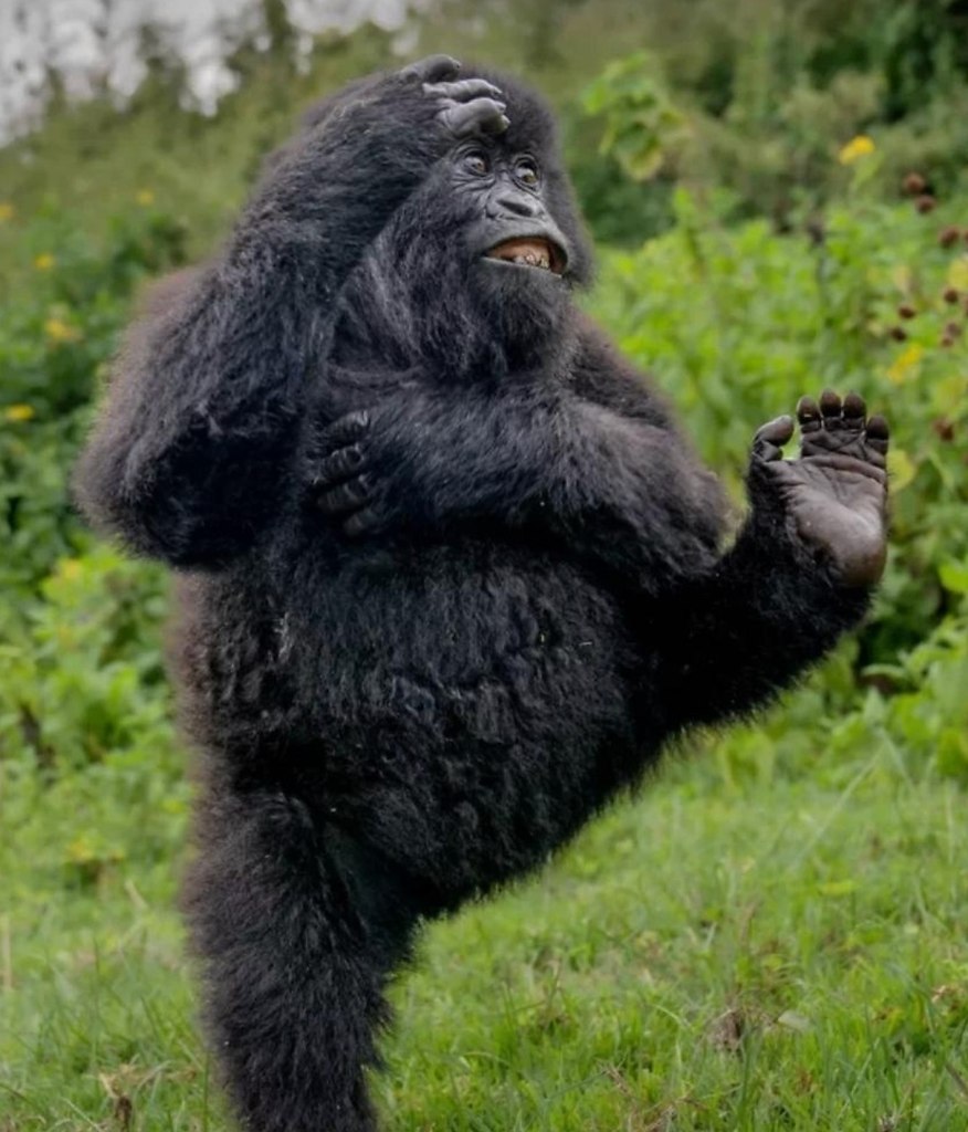 ����� ������ �������� �������! ����� ���� ��������� ������������ Nikon Comedy Wildlife Awards 2025 ... - 7