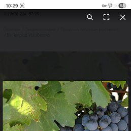 Joni, ����������, 24 ����