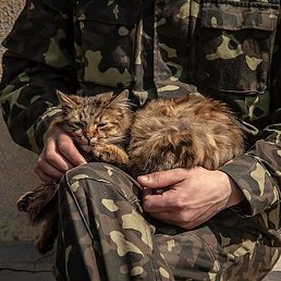 ��������, ���������, 59 ���