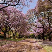 ����, 41 ���, ������