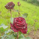 ���� �����, ������ ��������, 61 ��� - ��������� 20 ������ 2025 � ������ ���� ����������