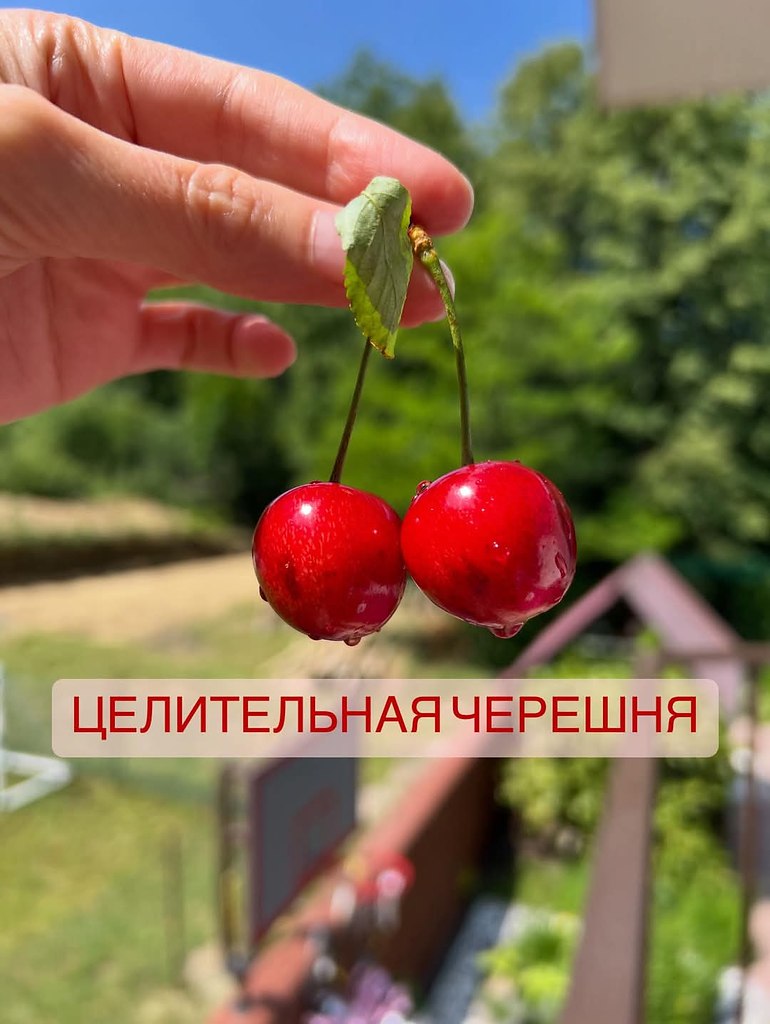 Польза черешни: 1. Антивирусное действие • Черешня помогает бороться с вирусами (включая вирус ...