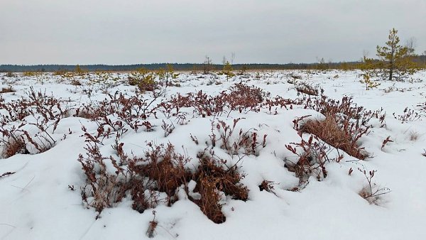 Клюква появилась на болотах во Всеволожском районе - 3