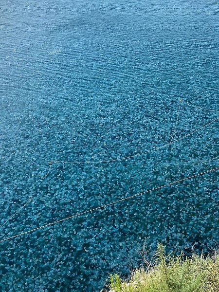 В Крыму наблюдается настоящее нашествие медуз. Вода у мыса Тарханкут стала похожа на желе. Спанчбоба ...