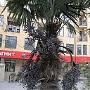 ���� *Galina*, ������, 55 ��� - ��������� 25 ������ 2026 � ������ ������� - 2026. �����