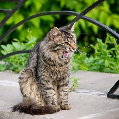 НАШИХ ОБИЖАТЬ НЕЛЬЗЯ... Мягко бесшумно прохаживаясь по огромному деревенскому дому, он степенно ...