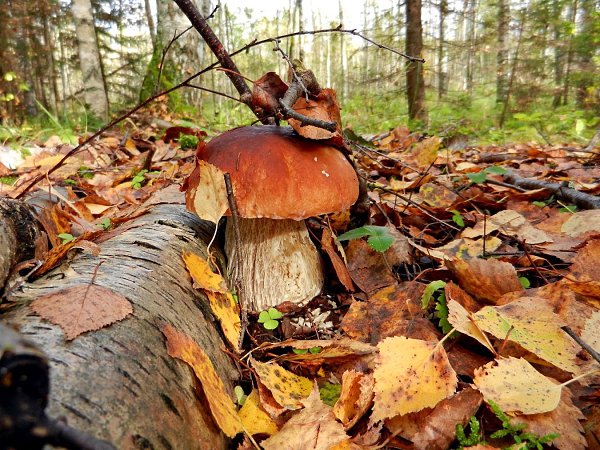 ������ - 19 ������ 2023 � 15:38