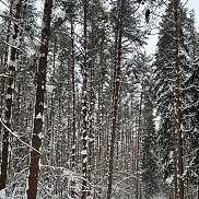 ������, 37 ���, ���