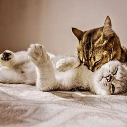 ������ ����������, ������, 49 ���