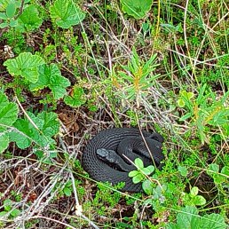 ���� Mikluha, ������, 38 ��� - ��������� 13 ������� 2024