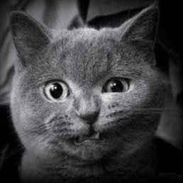 �������., ���, 48 ���