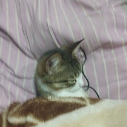 ����, �����������, 46 ���