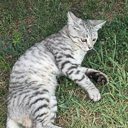 ����, �������, 47 ���