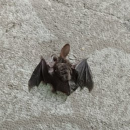 Rus, �����-���������