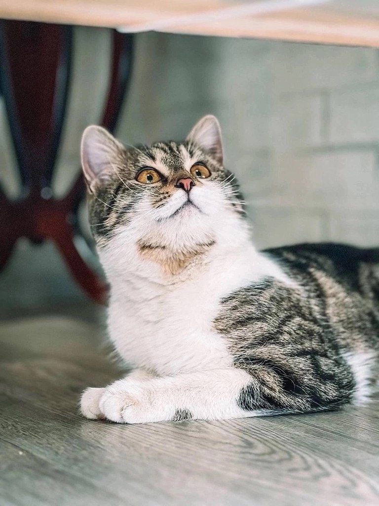 #@40cats., .          ... - 3