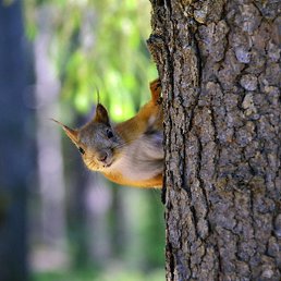 �������, ������, 34 ����