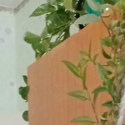 ������, ����-���������, 46 ���