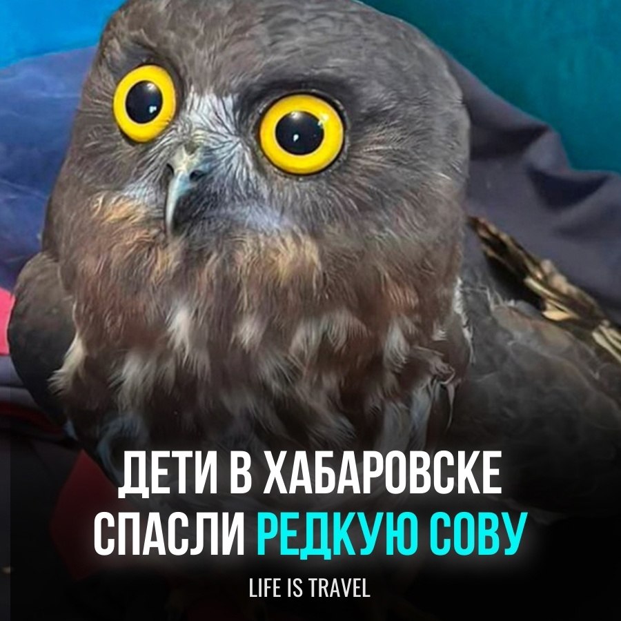    ,     .     ...