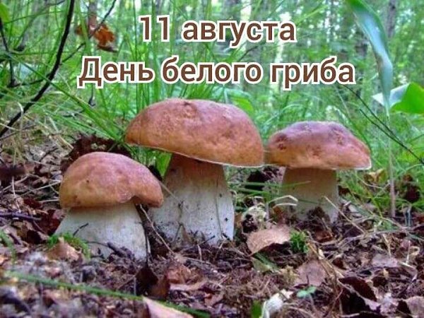 Именины: Анатолий, Вениамин, Роман, Александр, Алексей, Михаил, Константин, Кузьма, Серафима - 6