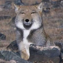 ���, ������