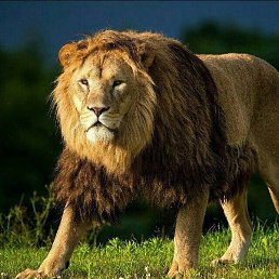 ����, ������, 33 ����