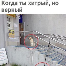 ���� Kriss, ������, 24 ���� - ��������� 14 ��� 2026