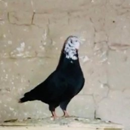 �����, ������, 25 ���