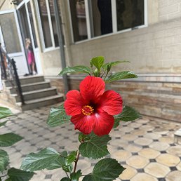 ���� ������, ������, 55 ��� - ��������� 28 ������� 2025