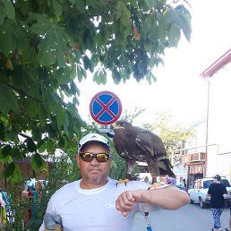 , 53 , 