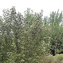 Фото Алмаз Шабаев, Тольятти, 31 год - добавлено 21 августа 2024