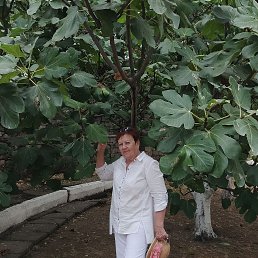 , 65, 