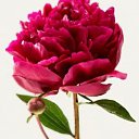 ���� �������� ����, �������, 27 ��� - ��������� 25 ������ 2025 � ������ ���� ����������