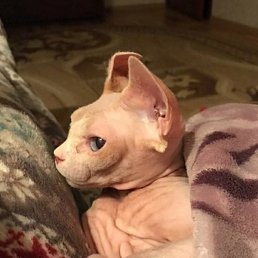 Vinny, ����, 29 ���