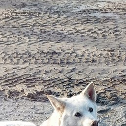 ������, ������, 40 ���