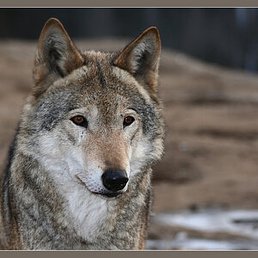 ��������, ������, 62 ����