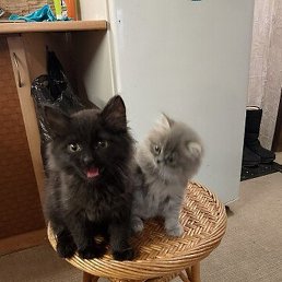 �������, ������ ��������, 53 ����