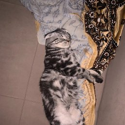 �����, ���������, 35 ���