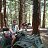 ���� Forest, ������-��-����, 22 ���� - ��������� 22 ���� 2026